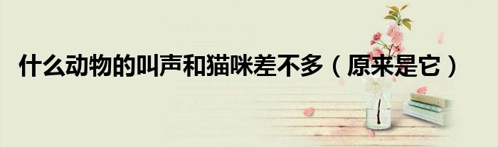 什么动物的叫声和猫咪差不多(原来是它)