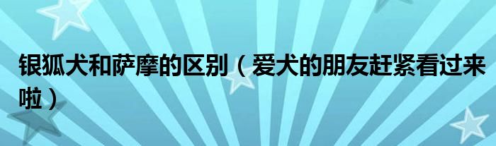 银狐犬和萨摩的区别(爱犬的朋友赶紧看过来啦)