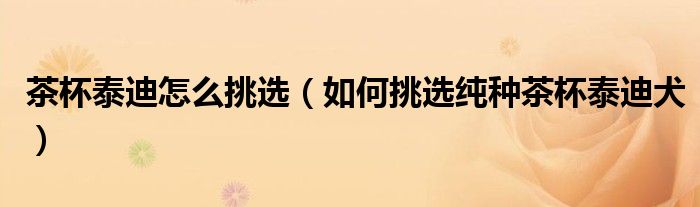 茶杯泰迪怎么挑选(如何挑选纯种茶杯泰迪犬)