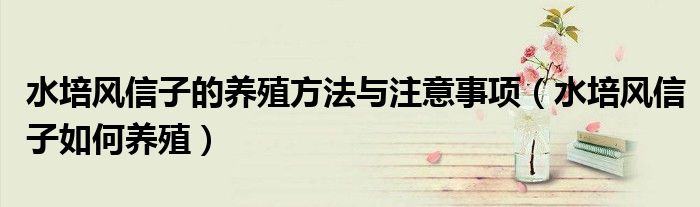 水培风信子的养殖方法与注意事项(水培风信子如何养殖)