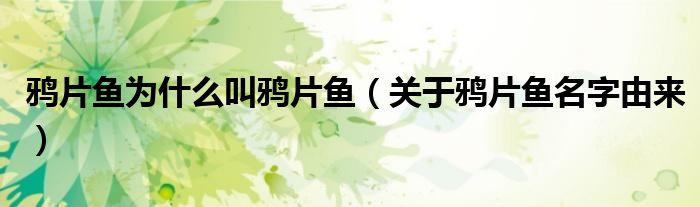 鸦片鱼为什么叫鸦片鱼(关于鸦片鱼名字由来)
