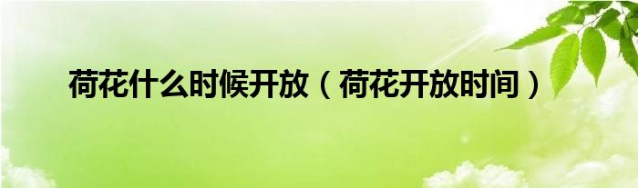 荷花什么时候开放(荷花开放时间)