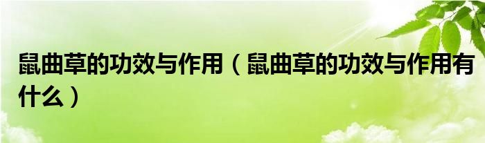 鼠曲草的功效与作用(鼠曲草的功效与作用有什么)