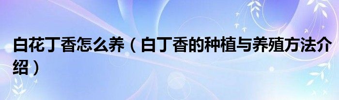 白花丁香怎么养(白丁香的种植与养殖方法介绍)