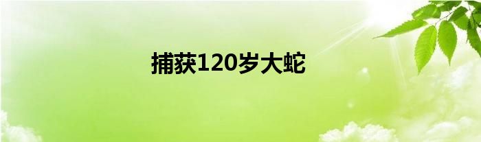 捕获120岁大蛇