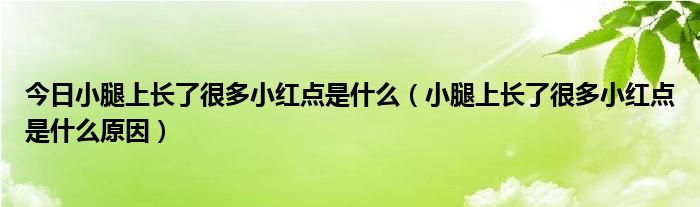 今日小腿上长了很多小红点是什么(小腿上长了很多小红点是什么原因)