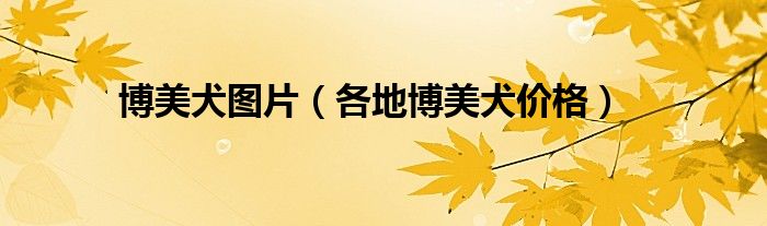 博美犬图片(各地博美犬价格)