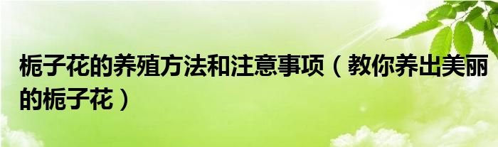 栀子花的养殖方法和注意事项(教你养出美丽的栀子花)