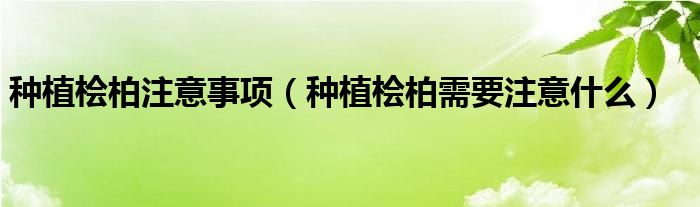 种植桧柏注意事项(种植桧柏需要注意什么)