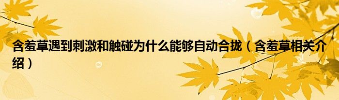 含羞草遇到刺激和触碰为什么能够自动合拢(含羞草相关介绍)