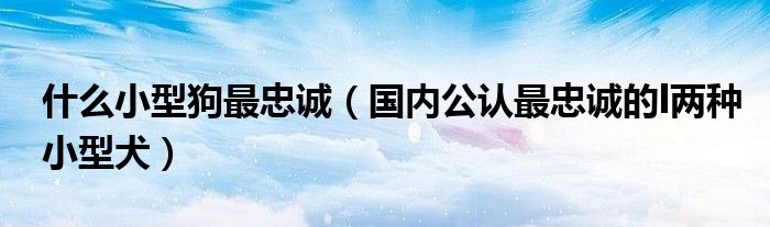 什么小型狗最忠诚（国内公认最忠诚的l两种小型犬）