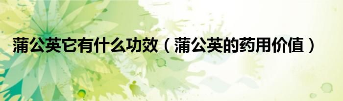 蒲公英它有什么功效(蒲公英的药用价值)