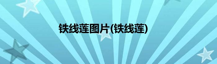 铁线莲图片(铁线莲)