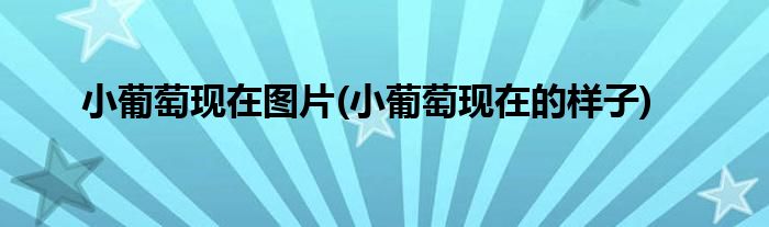 小葡萄现在图片(小葡萄现在的样子)