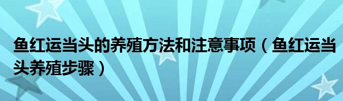 鱼红运当头的养殖方法和注意事项(鱼红运当头养殖步骤)
