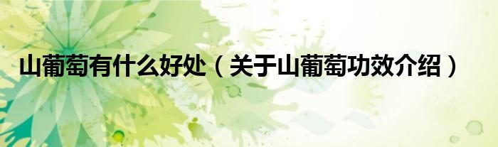山葡萄有什么好处(关于山葡萄功效介绍)