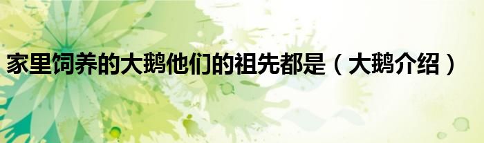 家里饲养的大鹅他们的祖先都是(大鹅介绍)