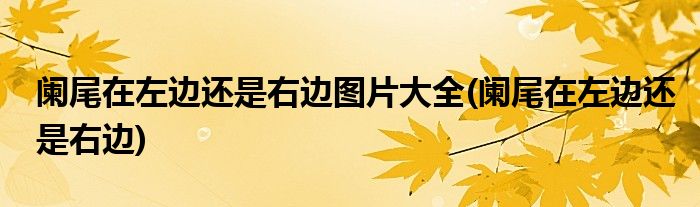 阑尾在左边还是右边图片大全(阑尾在左边还是右边)