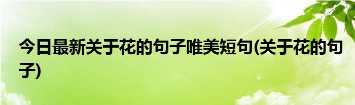 今日最新关于花的句子唯美短句(关于花的句子)