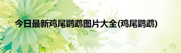 今日最新鸡尾鹦鹉图片大全(鸡尾鹦鹉)