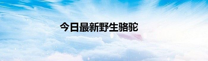 今日最新野生骆驼