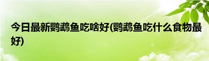 今日最新鹦鹉鱼吃啥好(鹦鹉鱼吃什么食物最好)