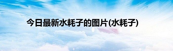 今日最新水耗子的图片(水耗子)