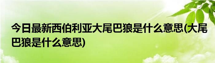 今日最新西伯利亚大尾巴狼是什么意思(大尾巴狼是什么意思)