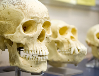 古代DNA使我们更接近于解开现代人类如何进化的秘密
