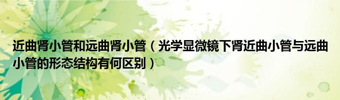 近曲肾小管和远曲肾小管(光学显微镜下肾近曲小管与远曲小管的形态结构有何区别)