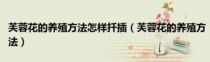 芙蓉花的养殖方法怎样扦插(芙蓉花的养殖方法)