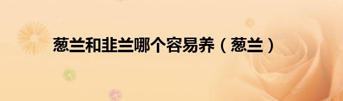 葱兰和韭兰哪个容易养(葱兰)