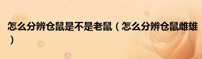 怎么分辨仓鼠是不是老鼠(怎么分辨仓鼠雌雄)