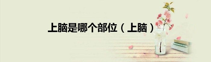 上脑是哪个部位（上脑）