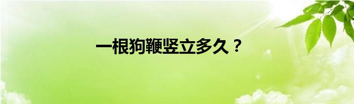 一根狗鞭竖立多久？