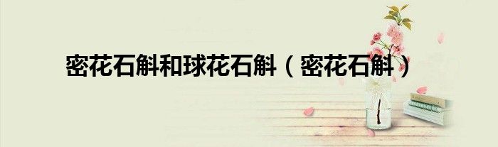 密花石斛和球花石斛(密花石斛)