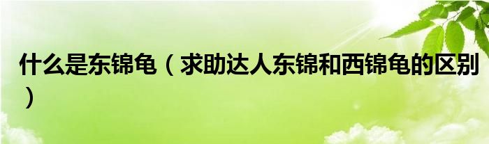 什么是东锦龟(求助达人东锦和西锦龟的区别)