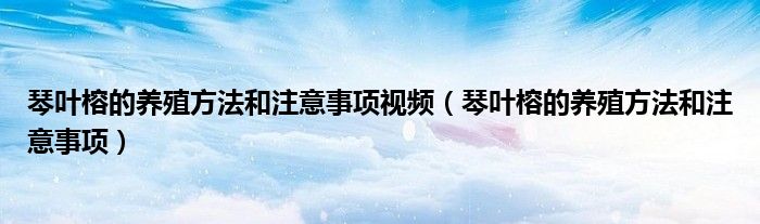琴叶榕的养殖方法和注意事项视频(琴叶榕的养殖方法和注意事项)