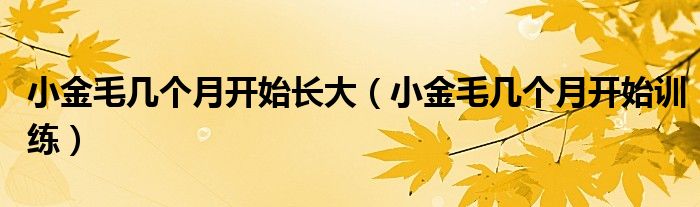 小金毛几个月开始长大(小金毛几个月开始训练)