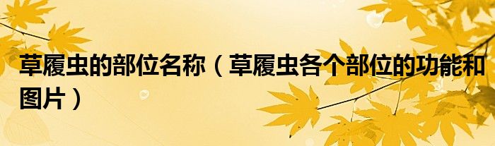 草履虫的部位名称(草履虫各个部位的功能和图片)