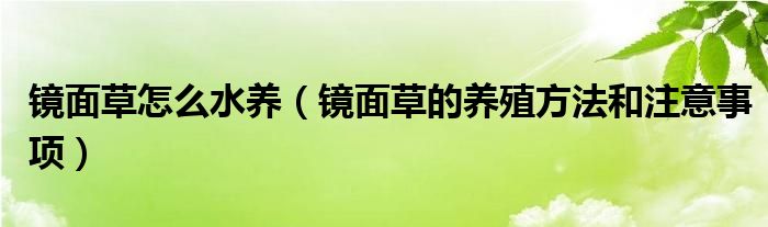镜面草怎么水养(镜面草的养殖方法和注意事项)
