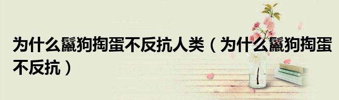 为什么鬣狗掏蛋不反抗人类(为什么鬣狗掏蛋不反抗)
