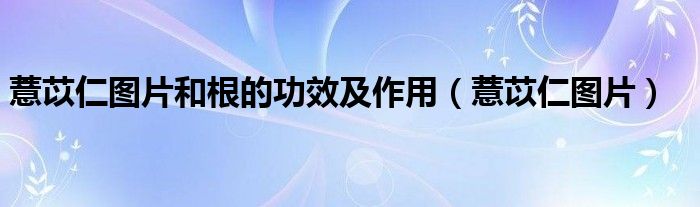 薏苡仁图片和根的功效及作用(薏苡仁图片)