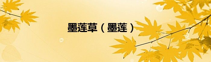 墨莲草（墨莲）