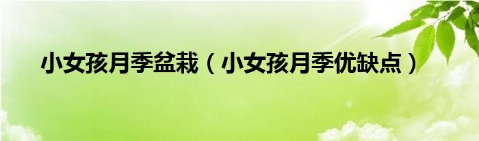 小女孩月季盆栽(小女孩月季优缺点)