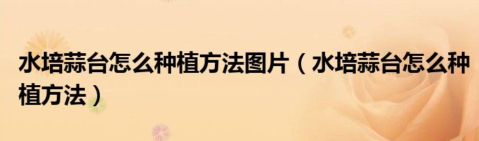 水培蒜台怎么种植方法图片(水培蒜台怎么种植方法)