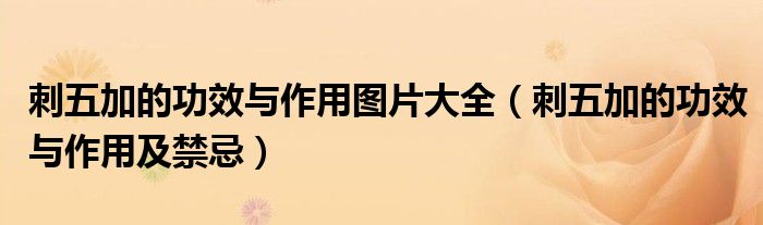 刺五加的功效与作用图片大全(刺五加的功效与作用及禁忌)