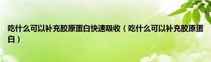吃什么可以补充胶原蛋白快速吸收(吃什么可以补充胶原蛋白)