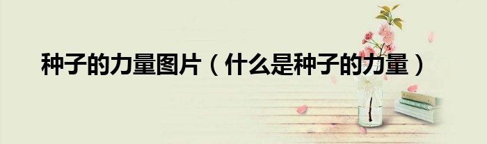 种子的力量图片(什么是种子的力量)