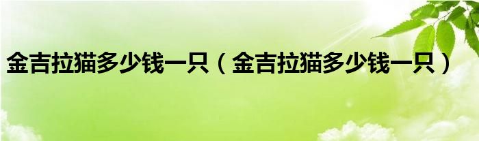 金吉拉猫多少钱一只(金吉拉猫多少钱一只)